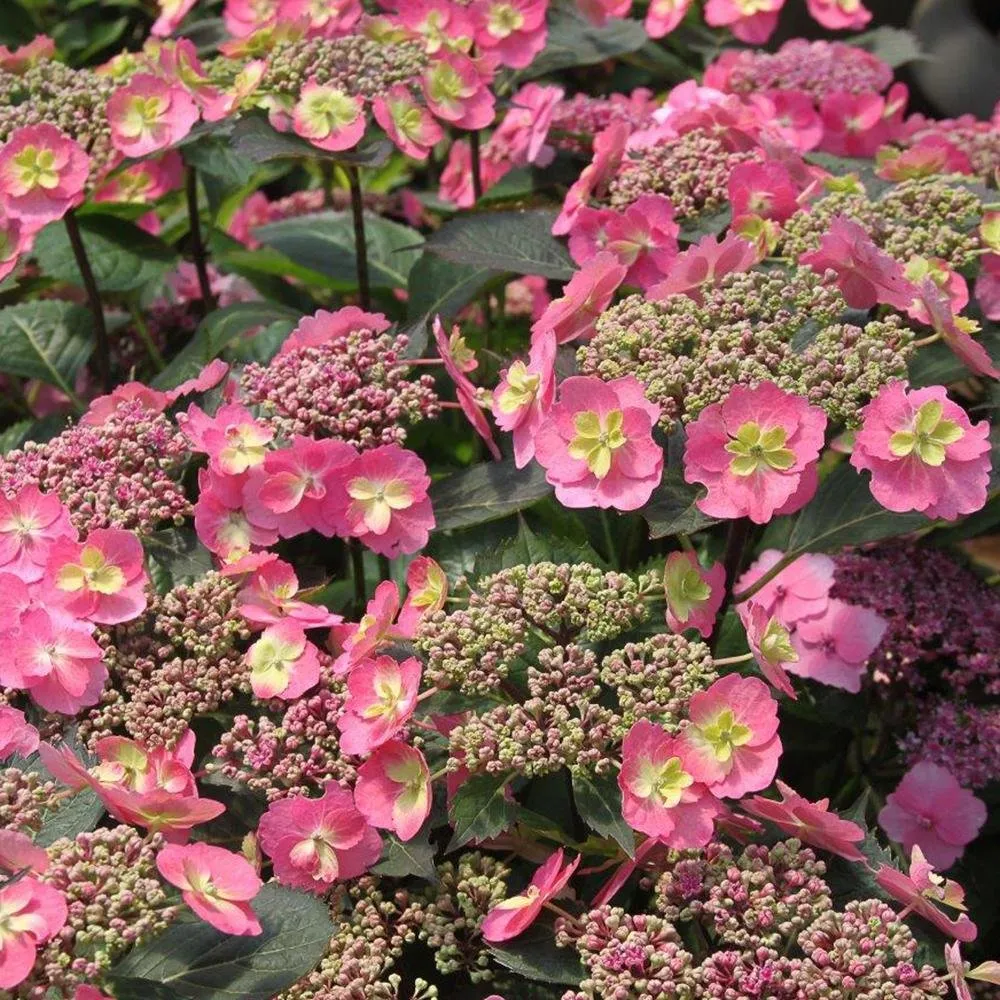 Hortensie macrophylla Cotton Candy – roz