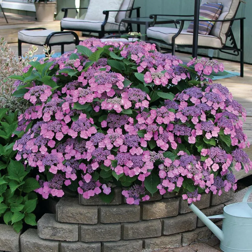 Hortensie macrophylla Cotton Candy – roz