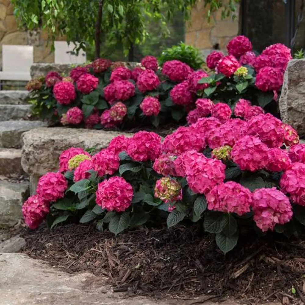 Hortensie macrophylla Endless Summer – roz-rosu
