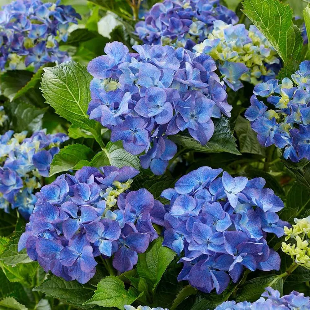 Hortensie macrophylla Forever – albastra
