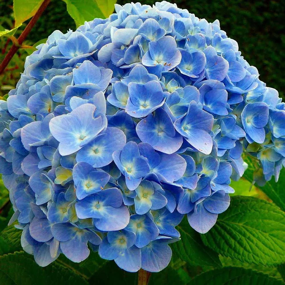 Hortensie macrophylla Forever – albastra