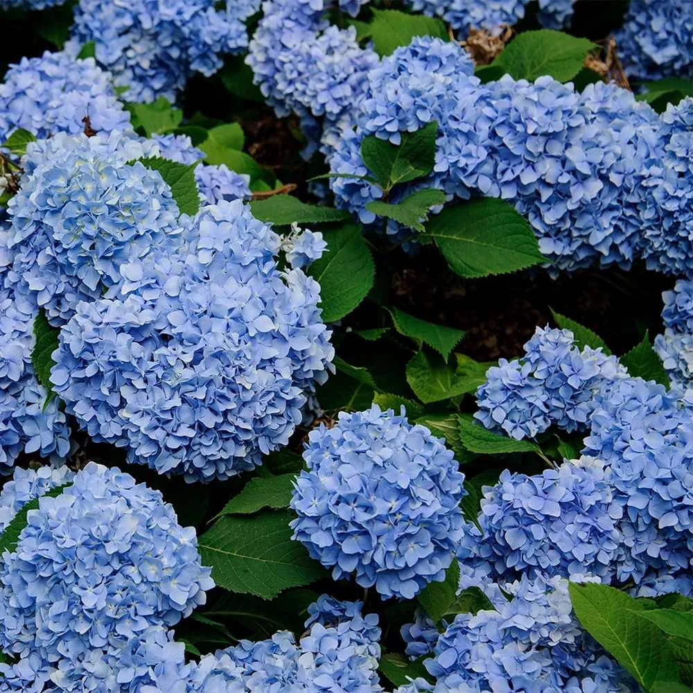 Hortensie macrophylla Forever – albastra