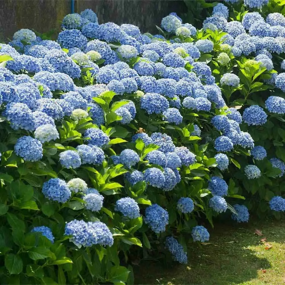 Hortensie macrophylla Forever – albastra