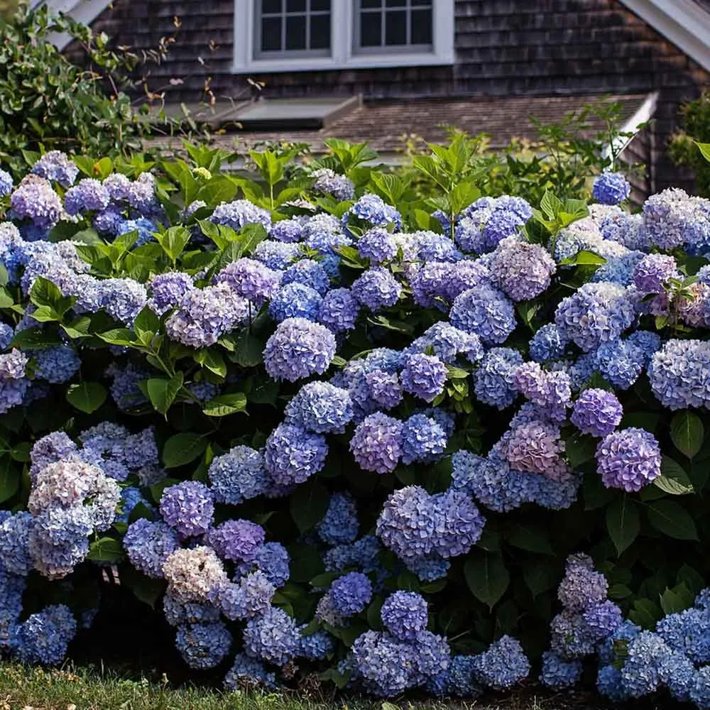 Hortensie macrophylla Forever – albastra