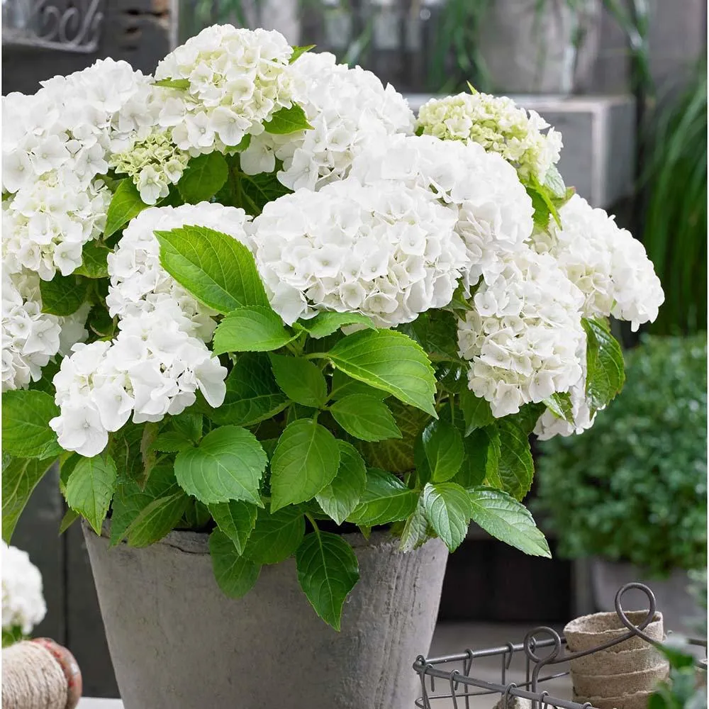 Hortensie macrophylla Forever & Ever – alba