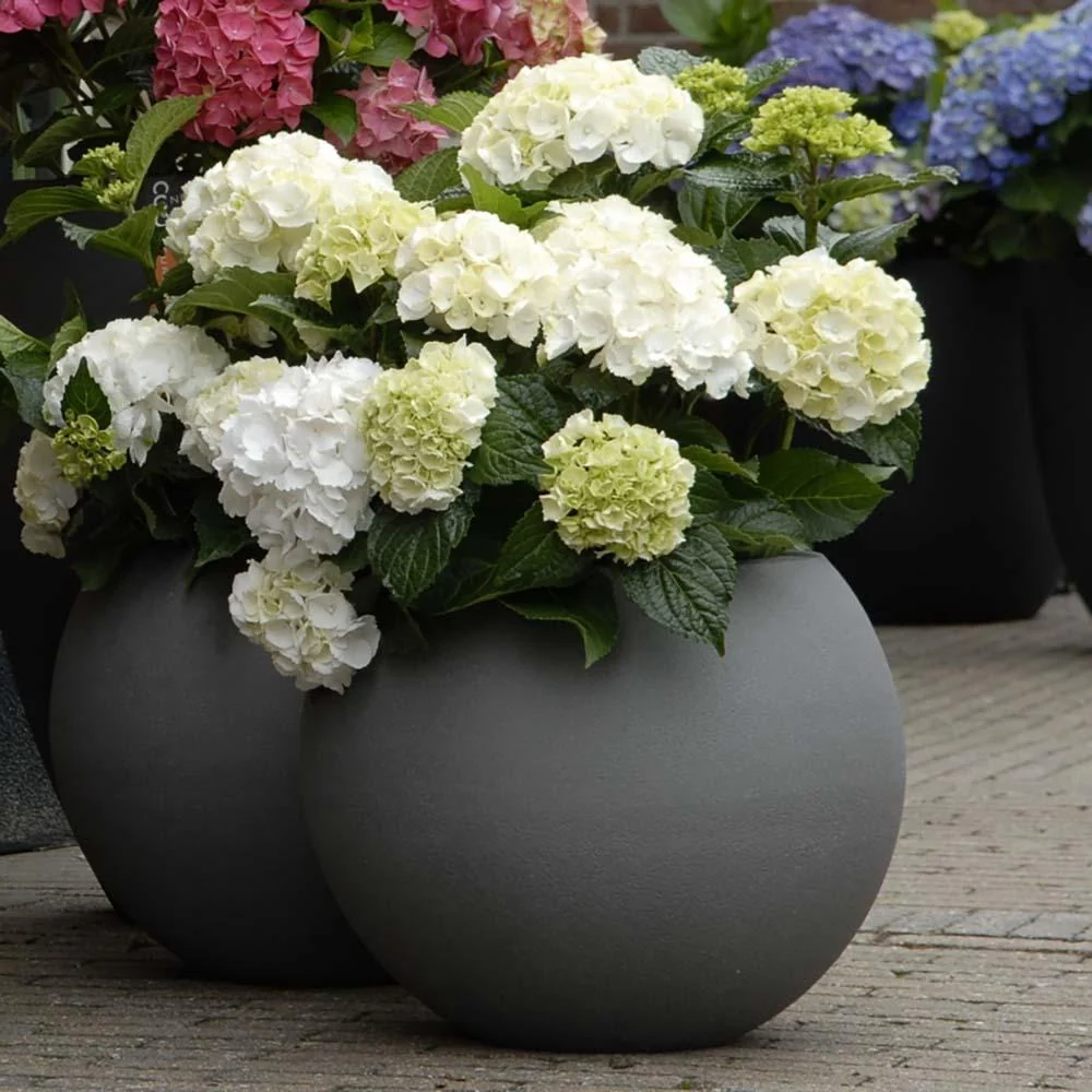 Hortensie macrophylla Forever & Ever – alba