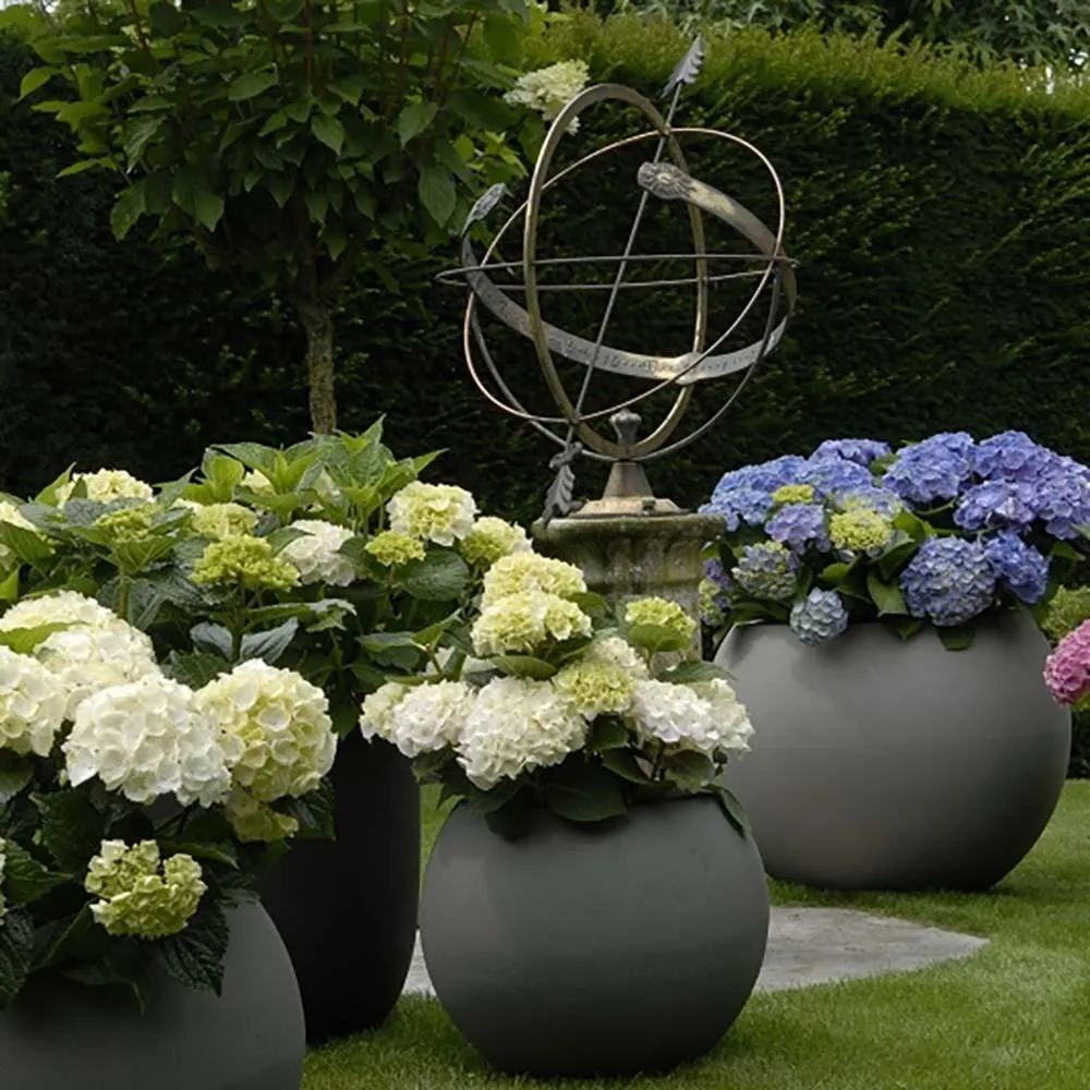 Hortensie macrophylla Forever & Ever – alba