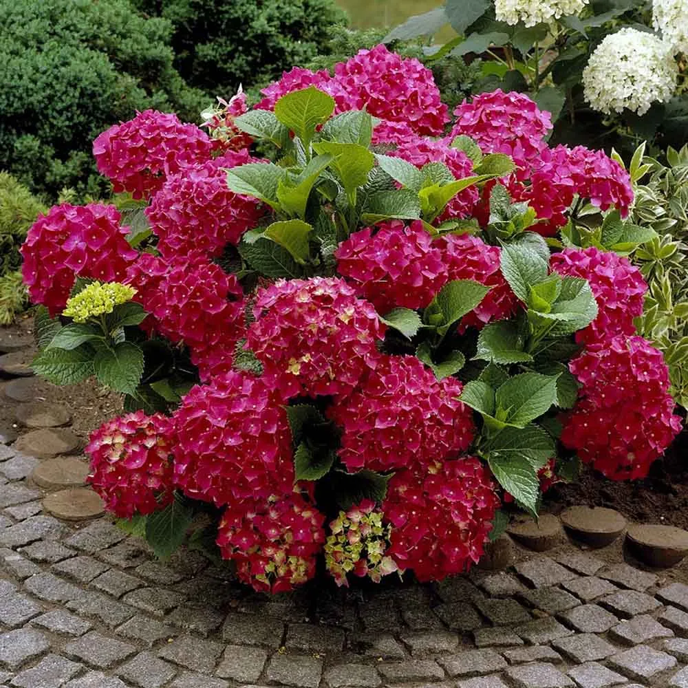 Hortensie macrophylla Forever – rosie