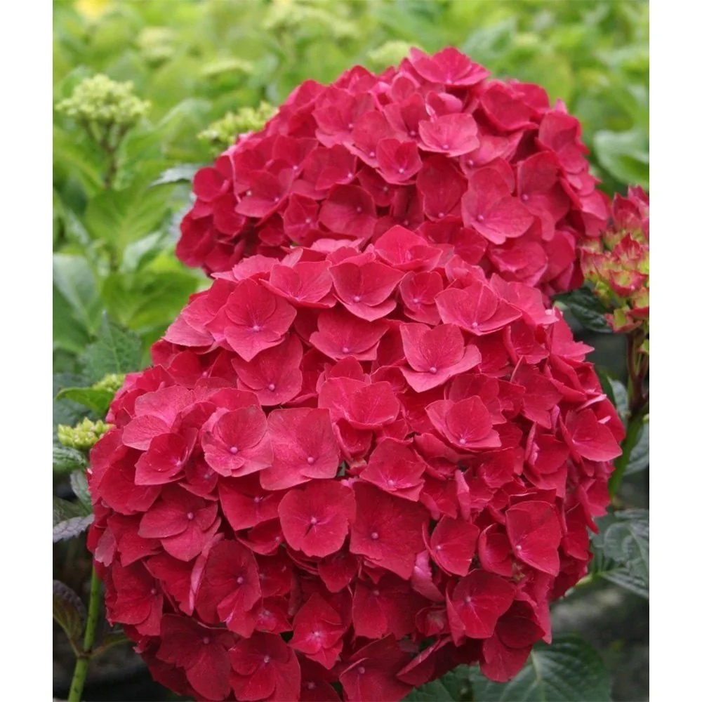 Hortensie macrophylla Forever – rosie
