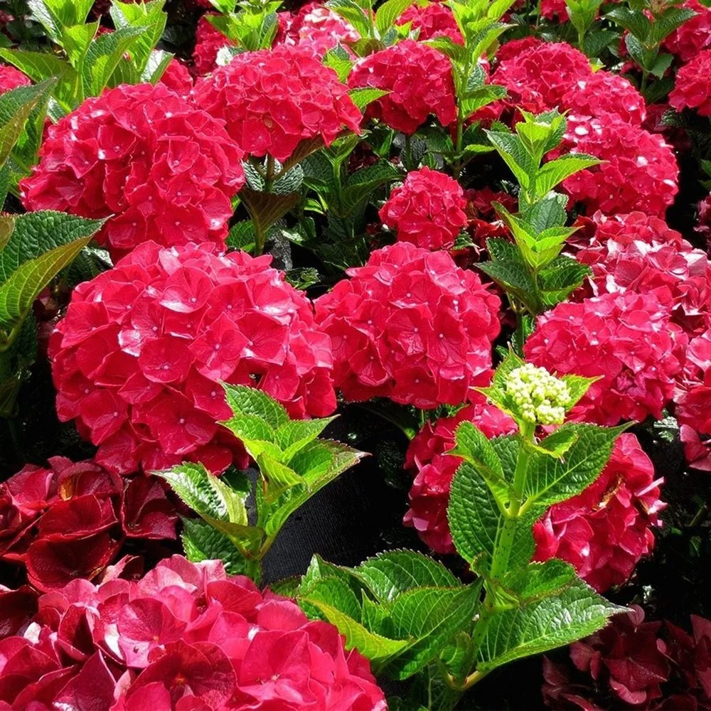 Hortensie macrophylla Glowing Alps – rosie