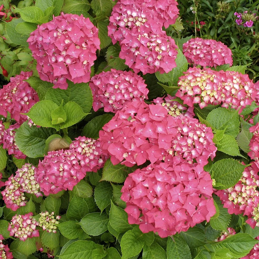 Hortensie macrophylla Glowing Alps – rosie