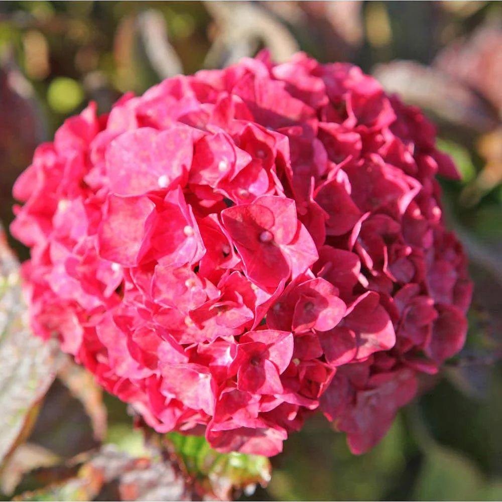 Hortensie macrophylla Glowing Alps – rosie