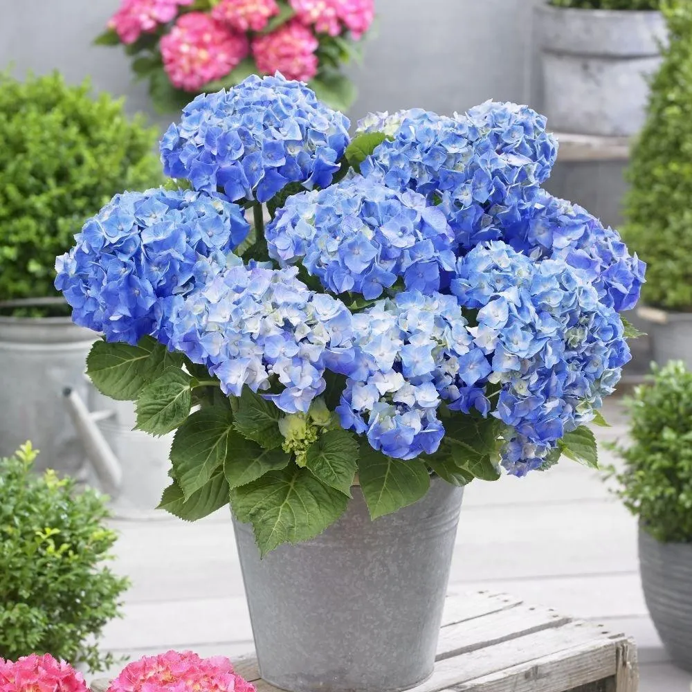 Hortensie macrophylla Happy Blue – albastra