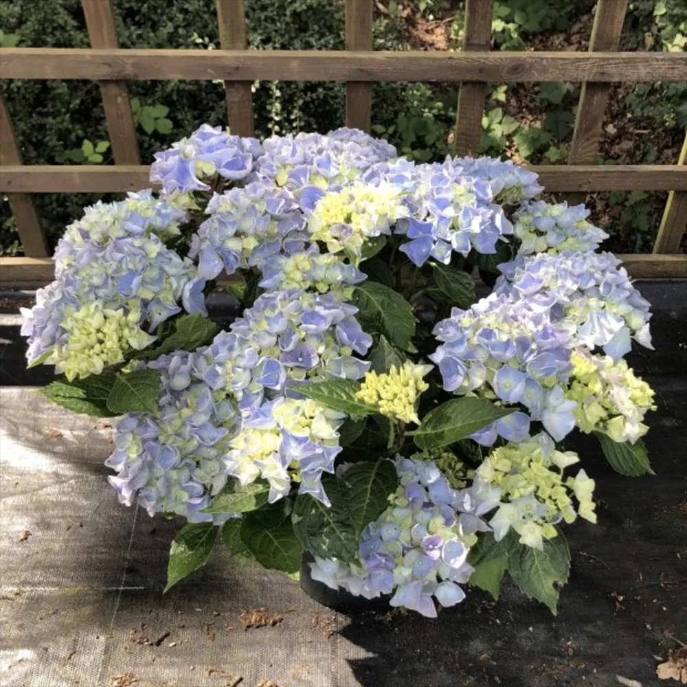Hortensie macrophylla Hi-River – albastra