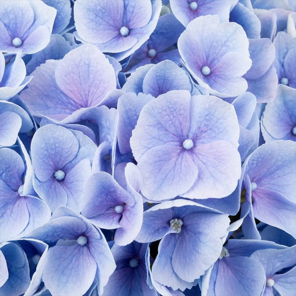 Hortensie macrophylla Hi-River – albastra