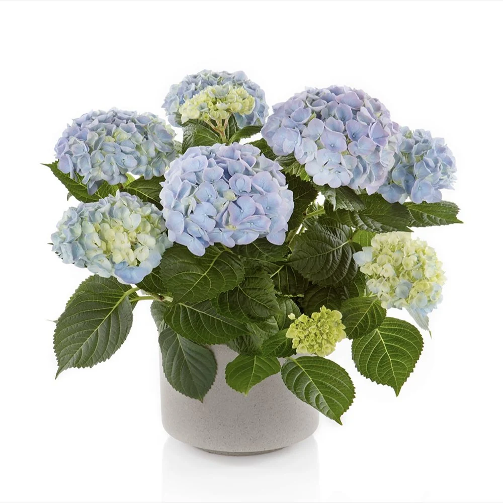 Hortensie macrophylla Hi-River – albastra