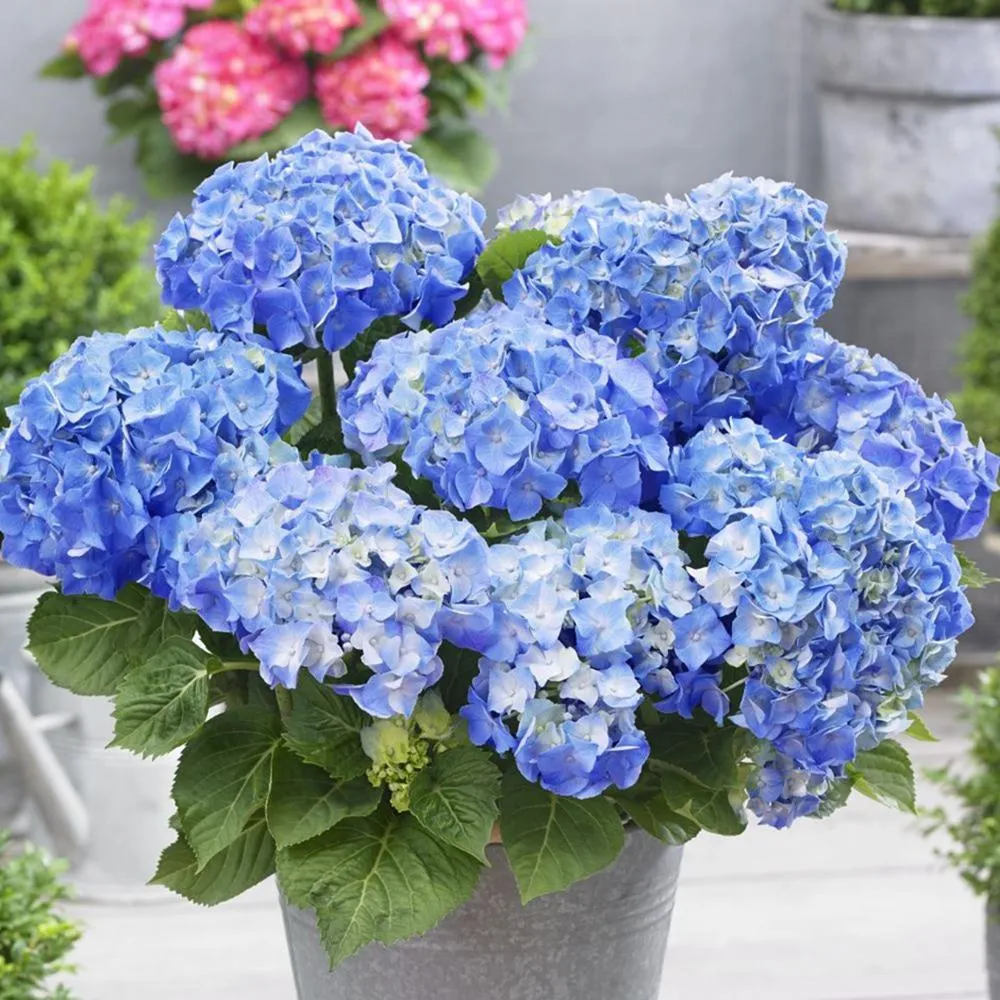 Hortensie macrophylla Little Blue XS – albastra