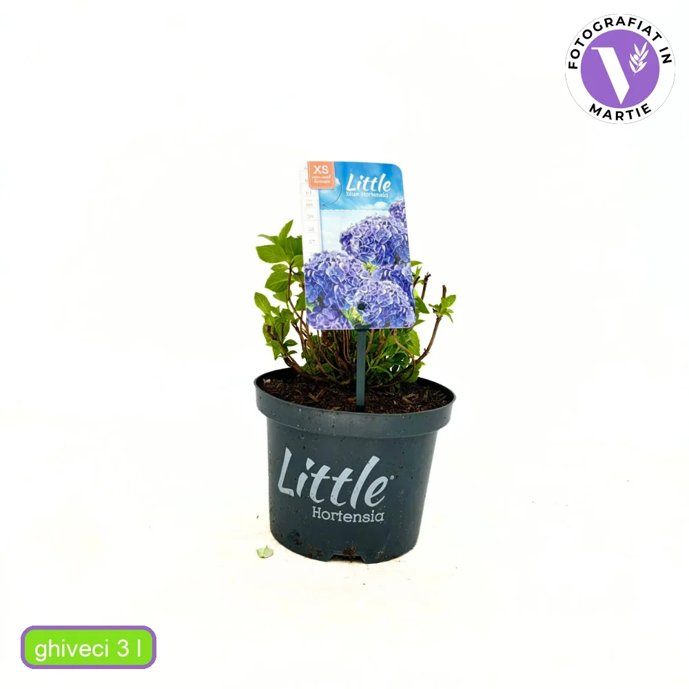 Hortensie macrophylla Little Blue XS – albastra