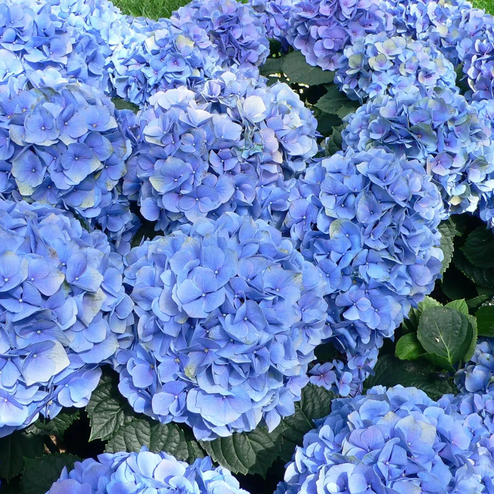 Hortensie macrophylla Little Blue XS – albastra