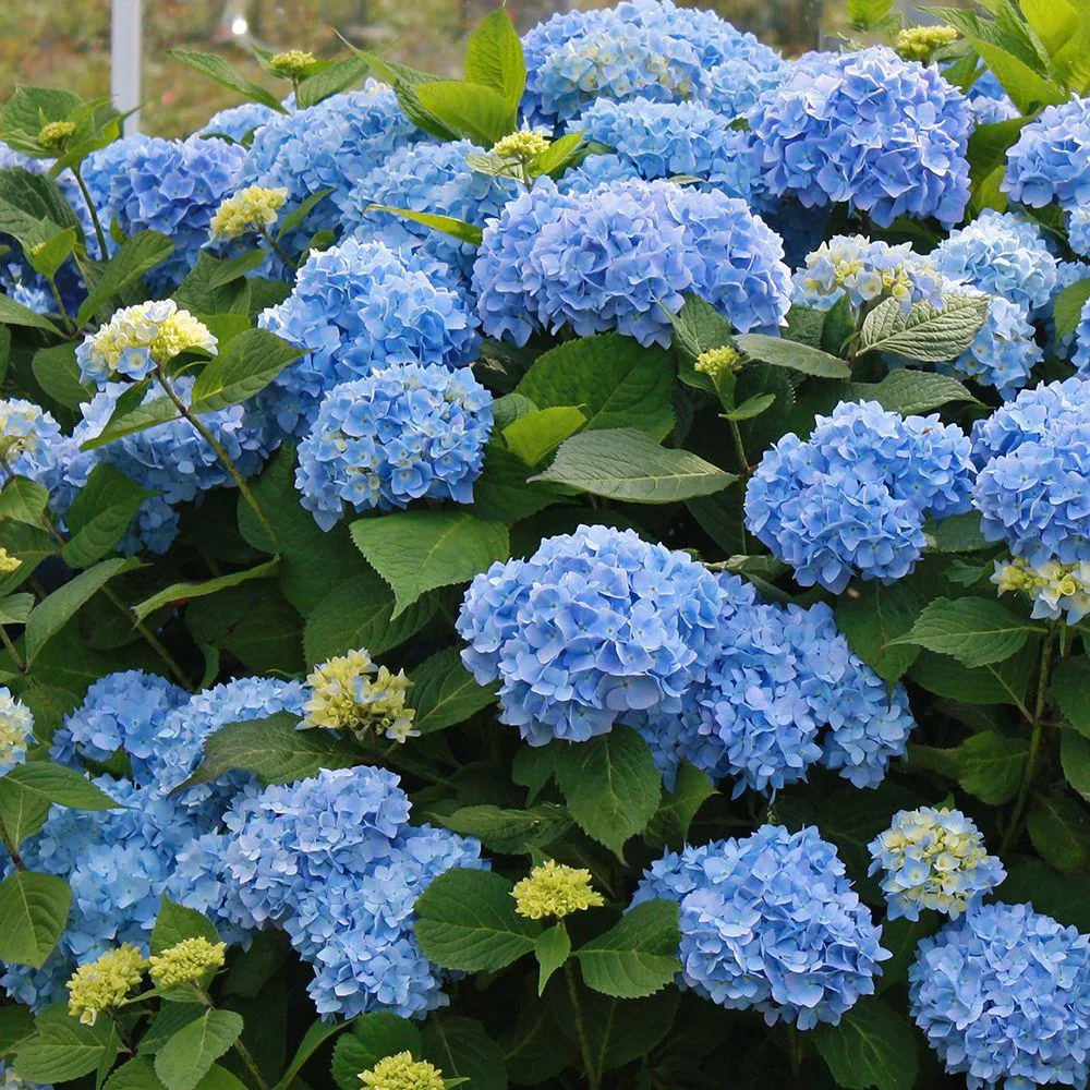 Hortensie macrophylla Little Blue XS – albastra