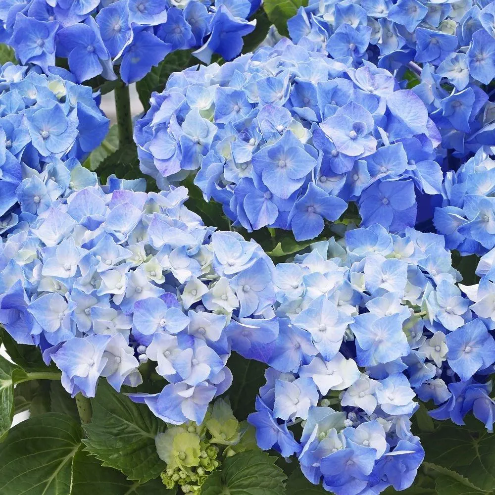 Hortensie macrophylla Little Blue XS – albastra