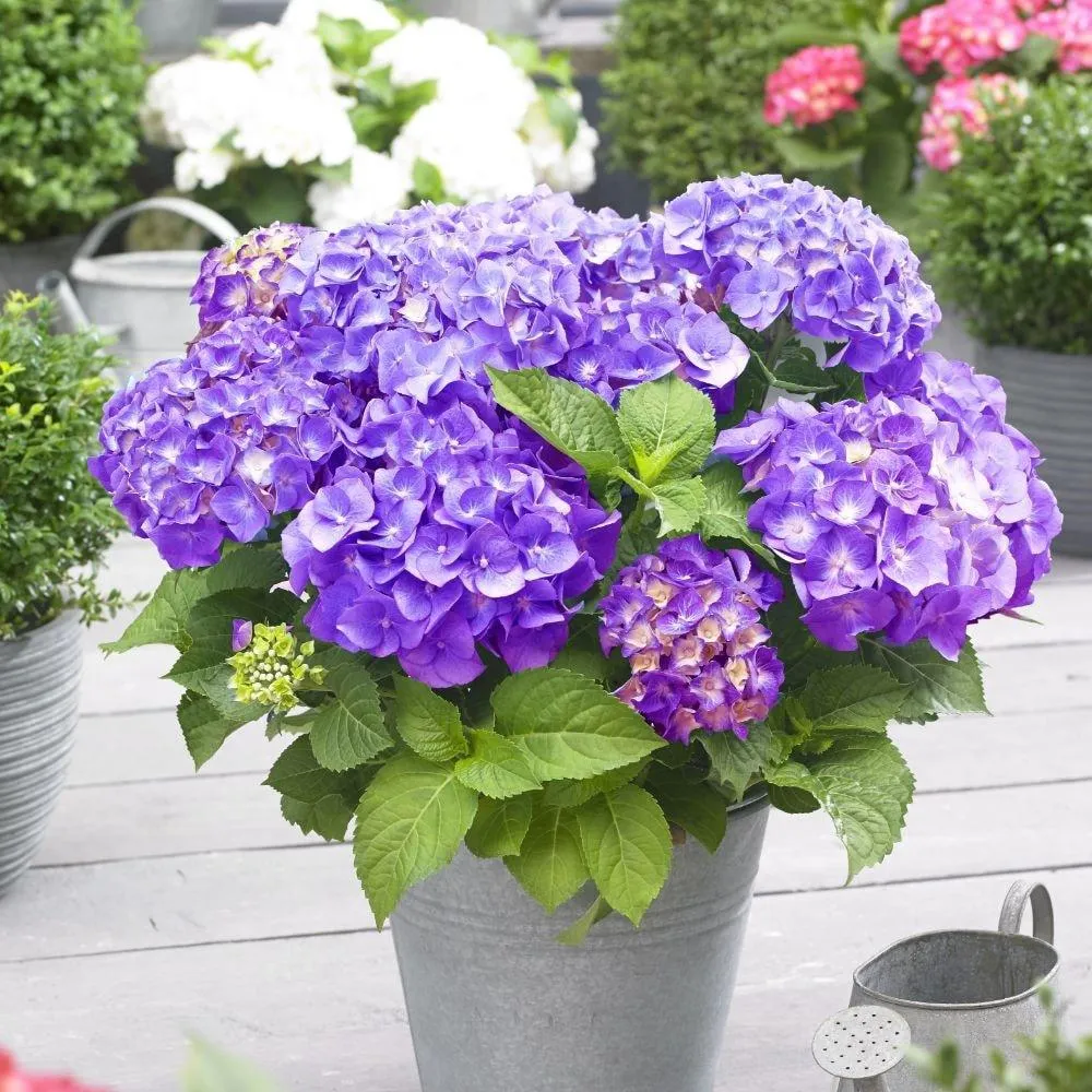 Hortensie macrophylla Little Purple XS – mov
