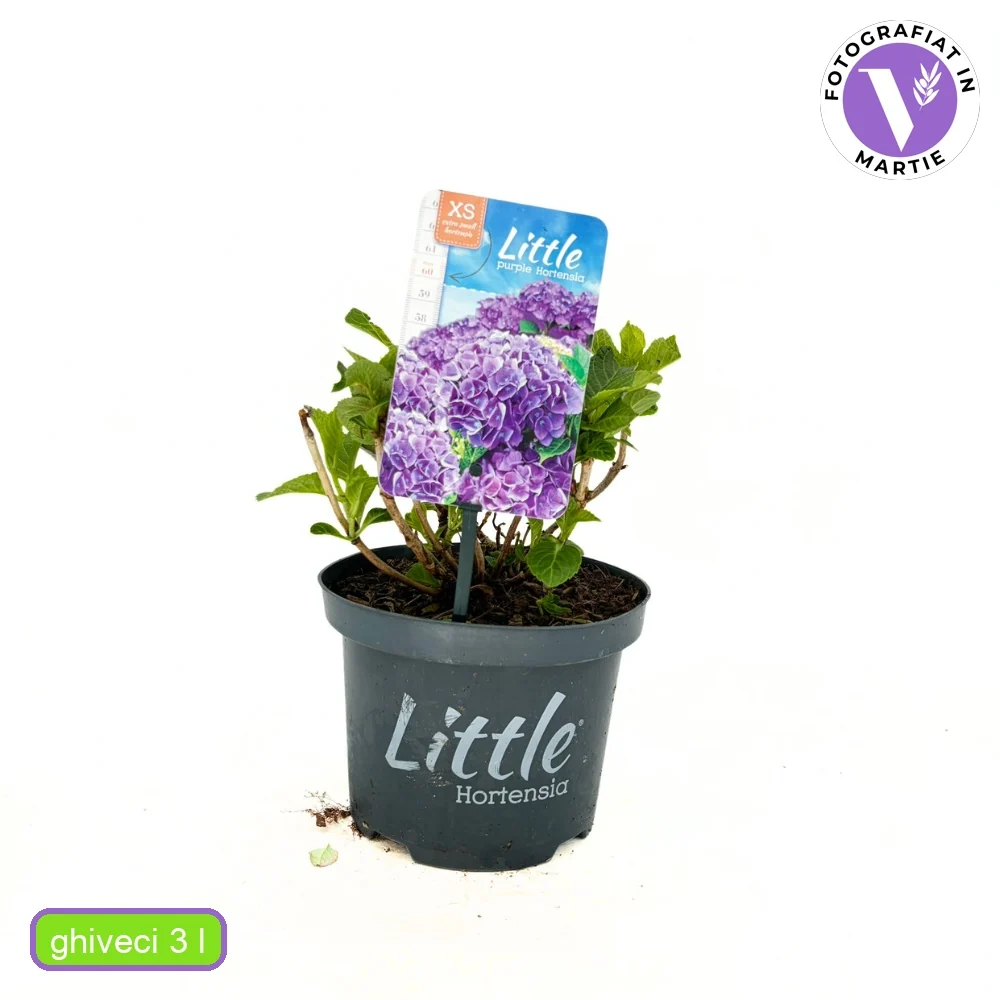 Hortensie macrophylla Little Purple XS – mov