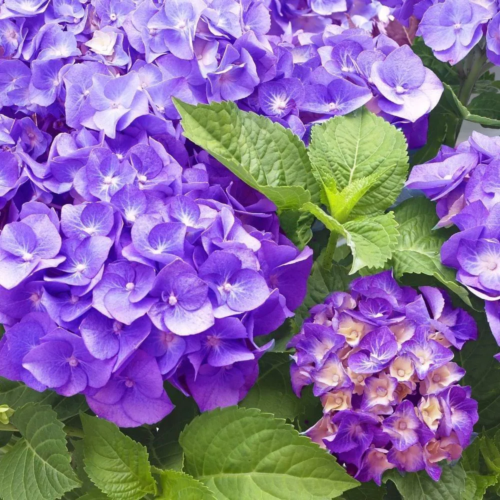 Hortensie macrophylla Little Purple XS – mov