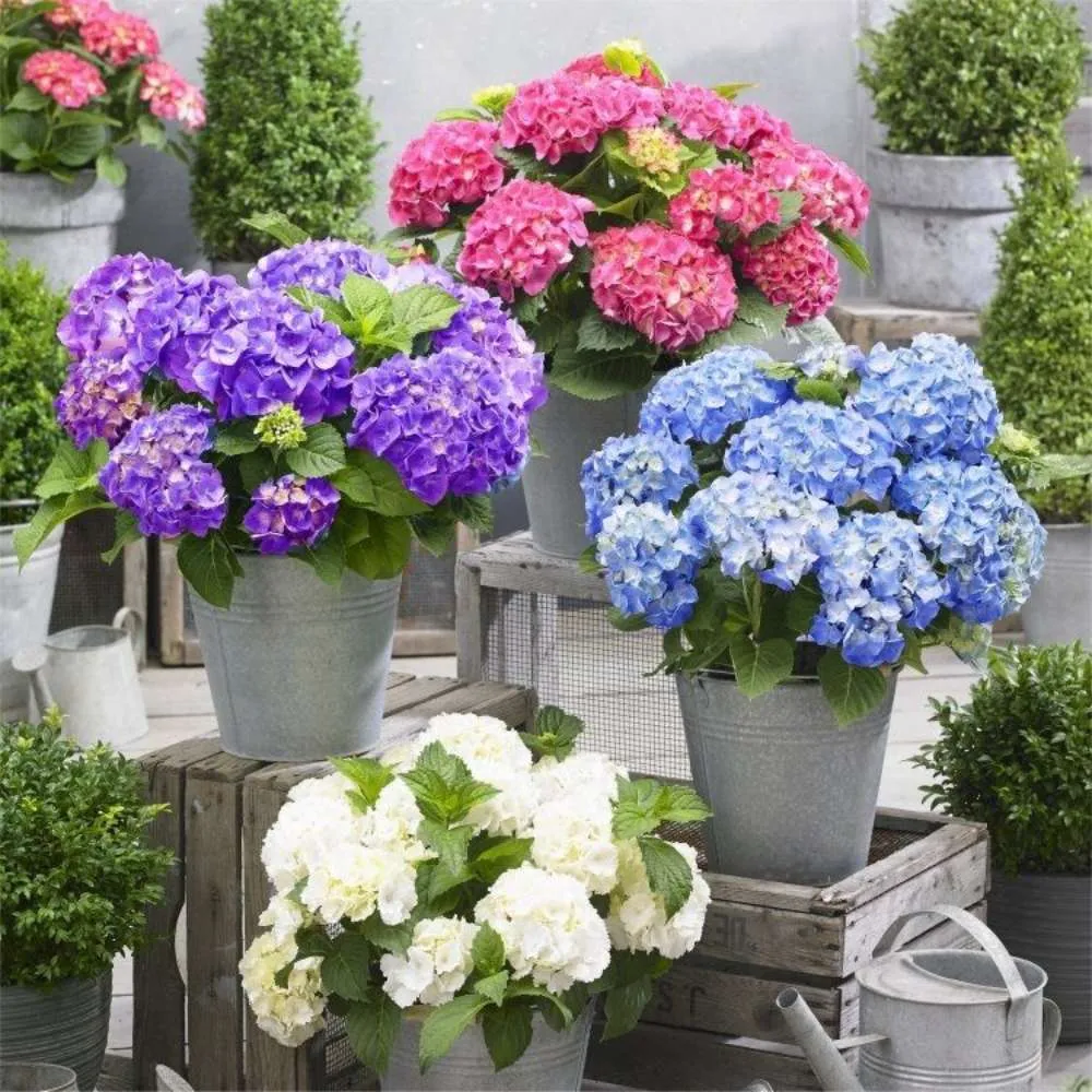 Hortensie macrophylla Little Purple XS – mov