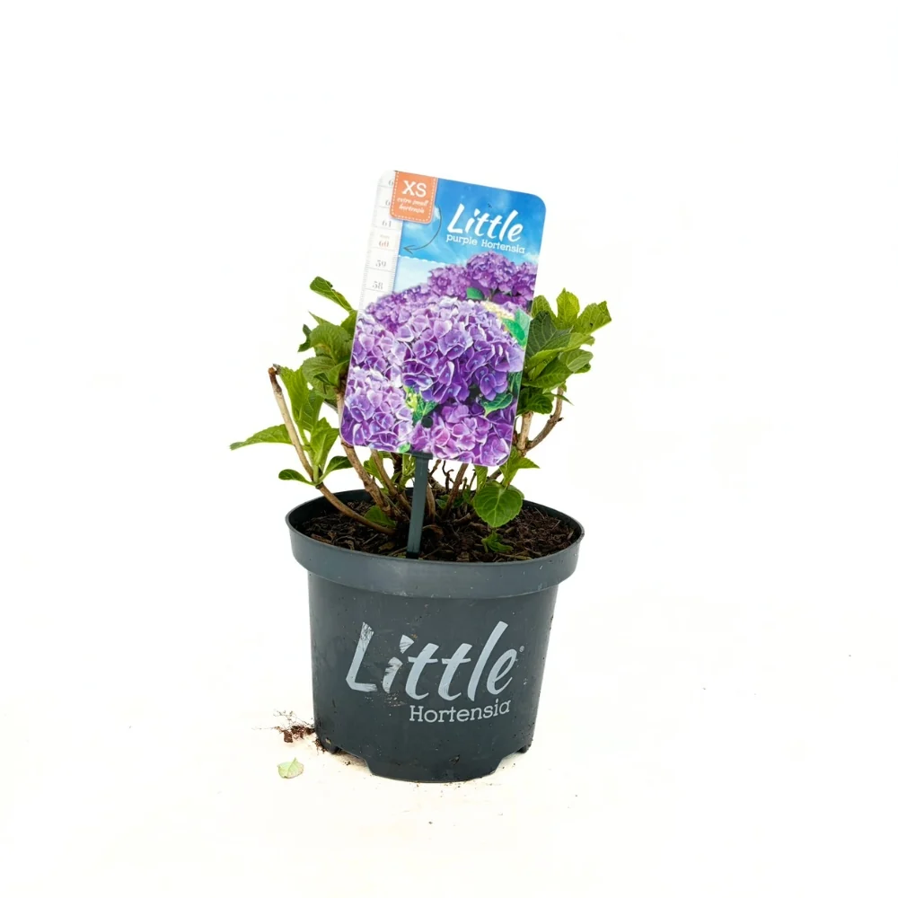 Hortensie macrophylla Little Purple XS – mov