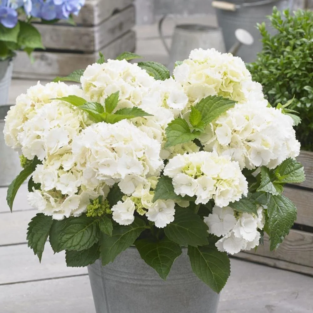 Hortensie macrophylla Little White XS – alba