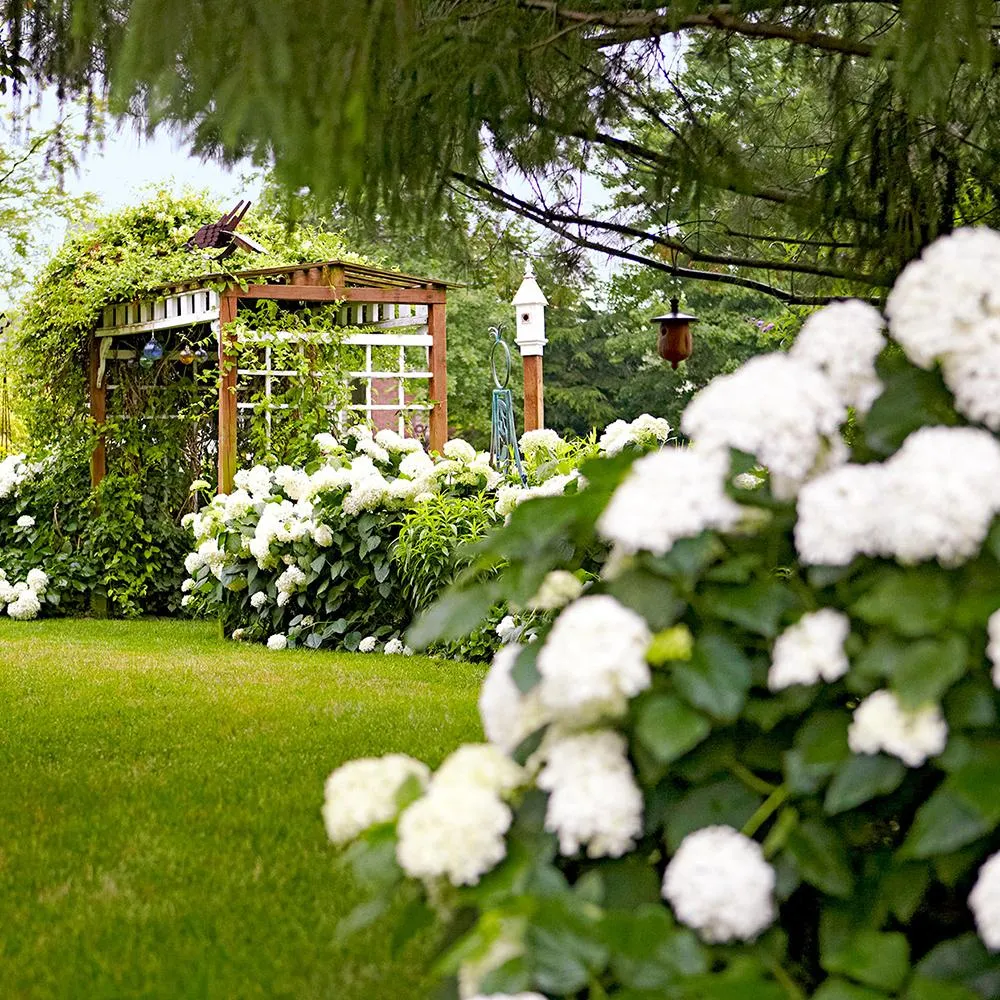 Hortensie macrophylla Little White XS – alba