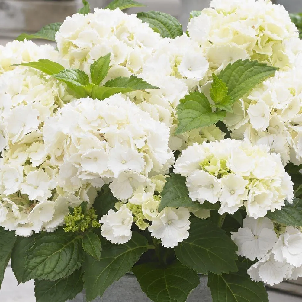 Hortensie macrophylla Little White XS – alba