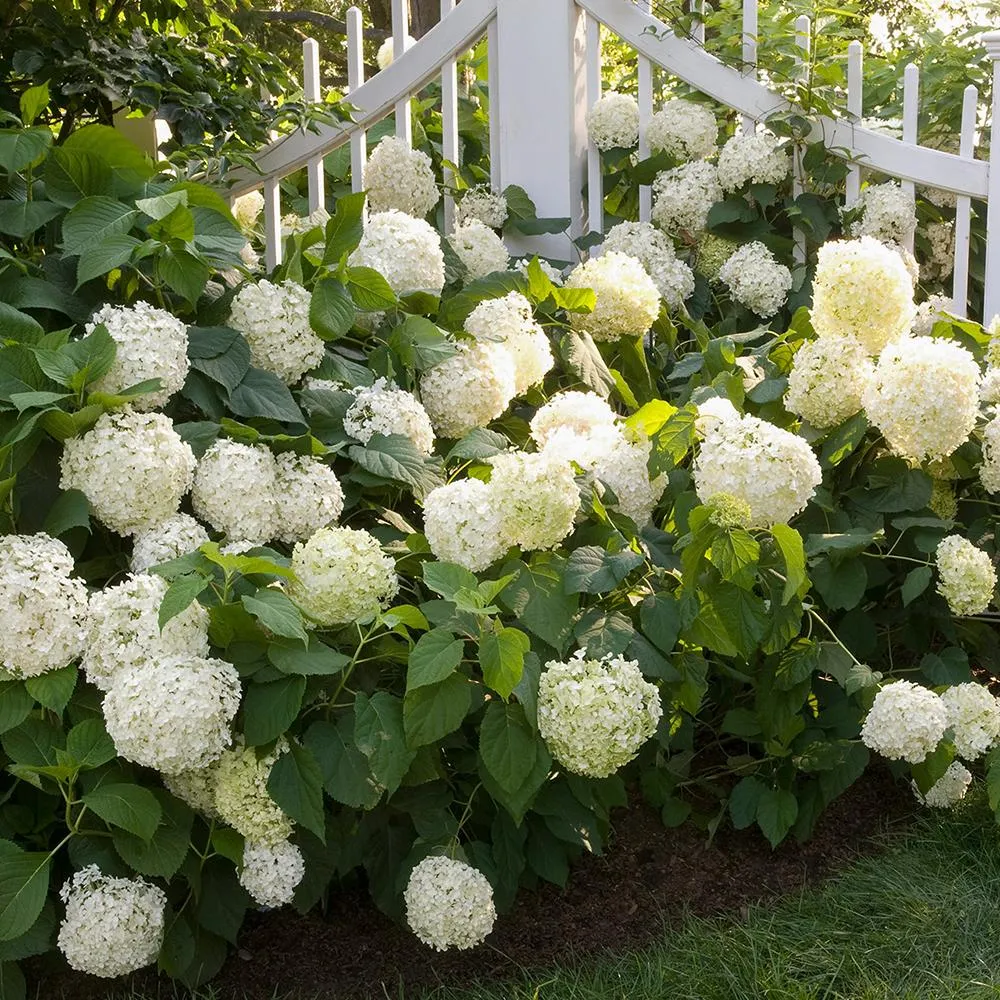 Hortensie macrophylla Little White XS – alba