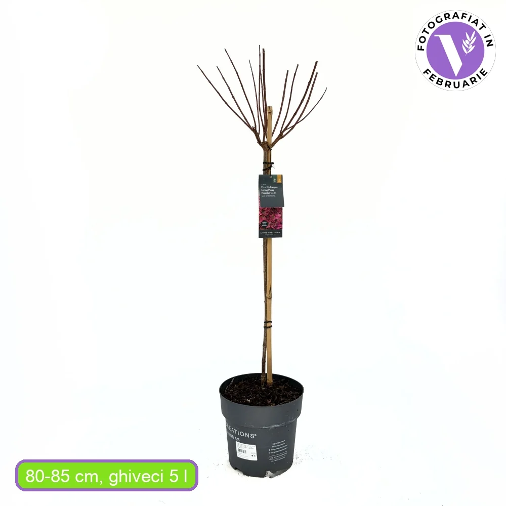 Hortensie macrophylla Living Pinky Promise – roz – tip copac