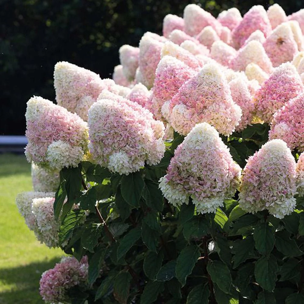 Hortensie macrophylla Living Pinky Promise – roz – tip copac