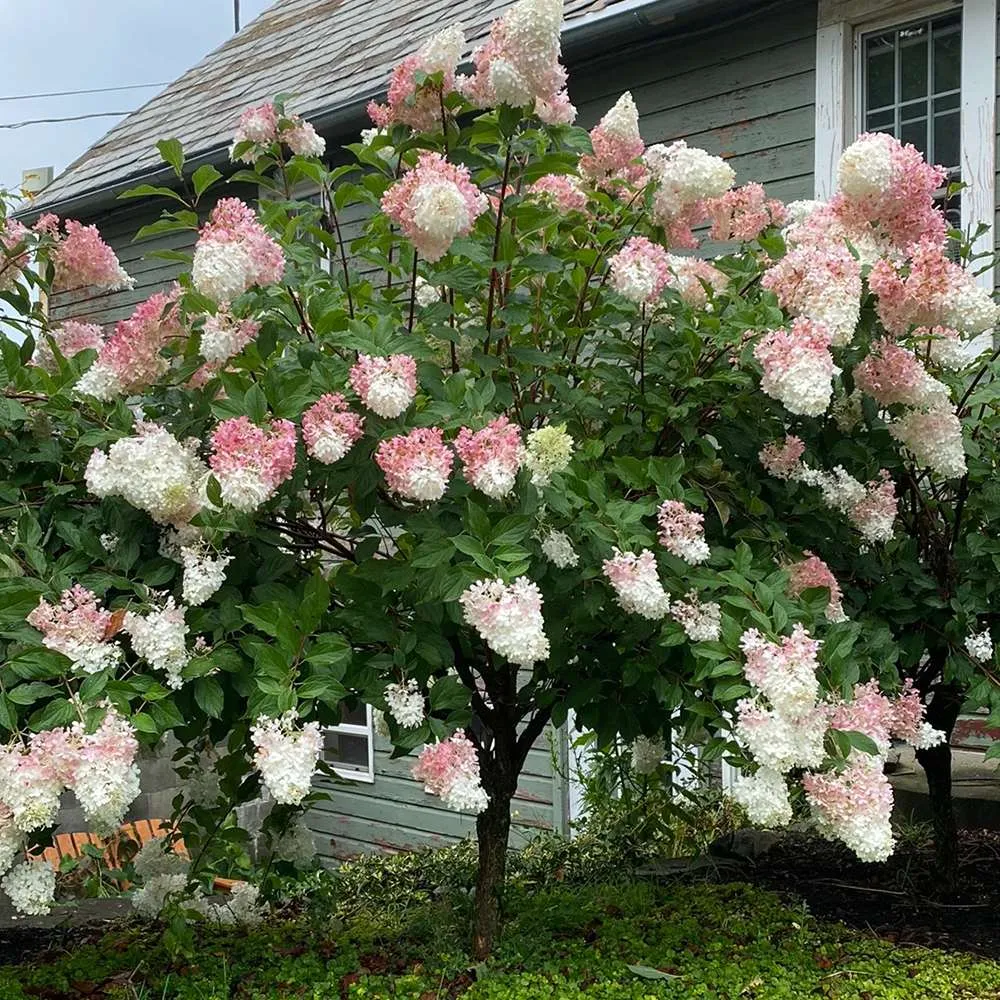 Hortensie macrophylla Living Summer Love Now – roz – tip copac