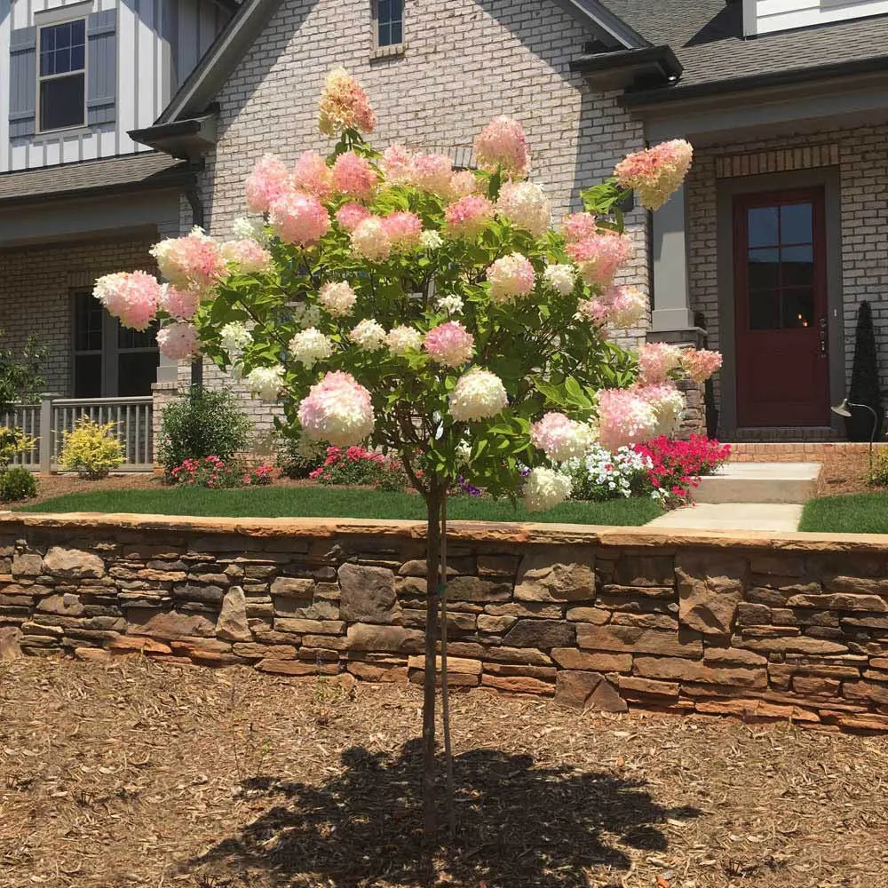 Hortensie macrophylla Living Summer Love Now – roz – tip copac
