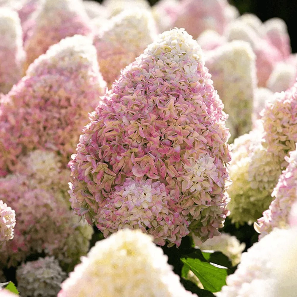 Hortensie macrophylla Living Summer Love Now – roz – tip copac