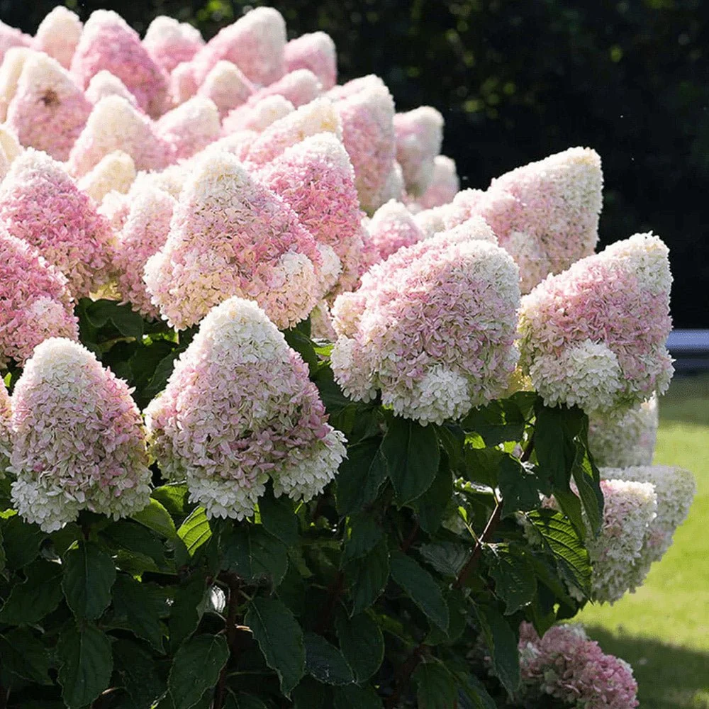 Hortensie macrophylla Living Summer Love Now – roz – tip copac