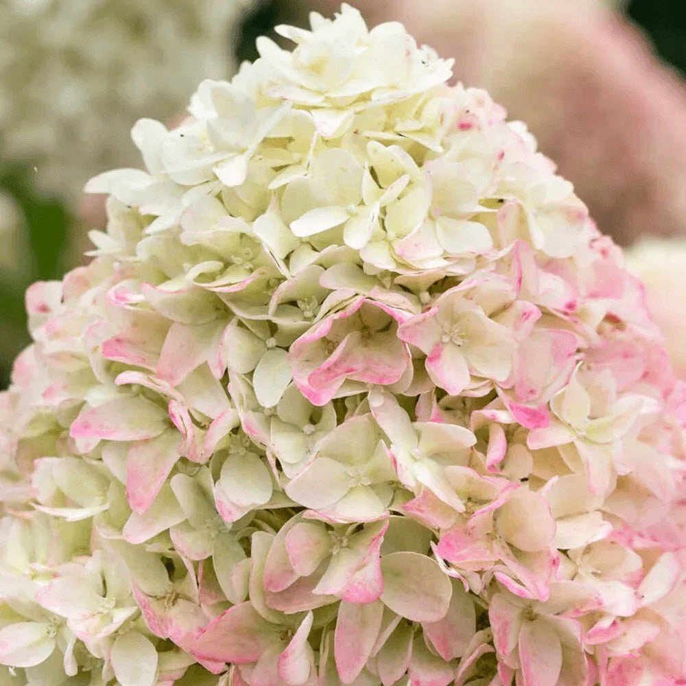 Hortensie macrophylla Living Summer Love Now – roz – tip copac