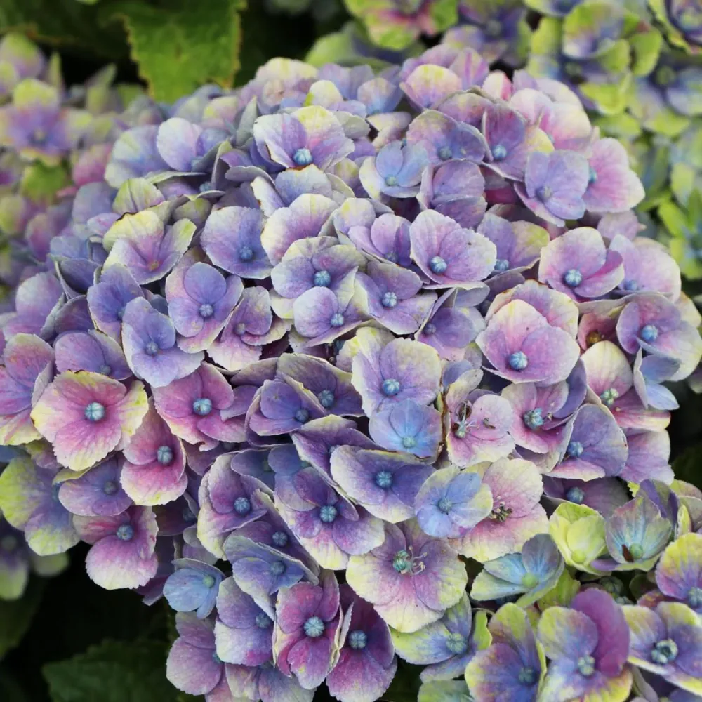 Hortensie macrophylla Magical Four Seasons – mix