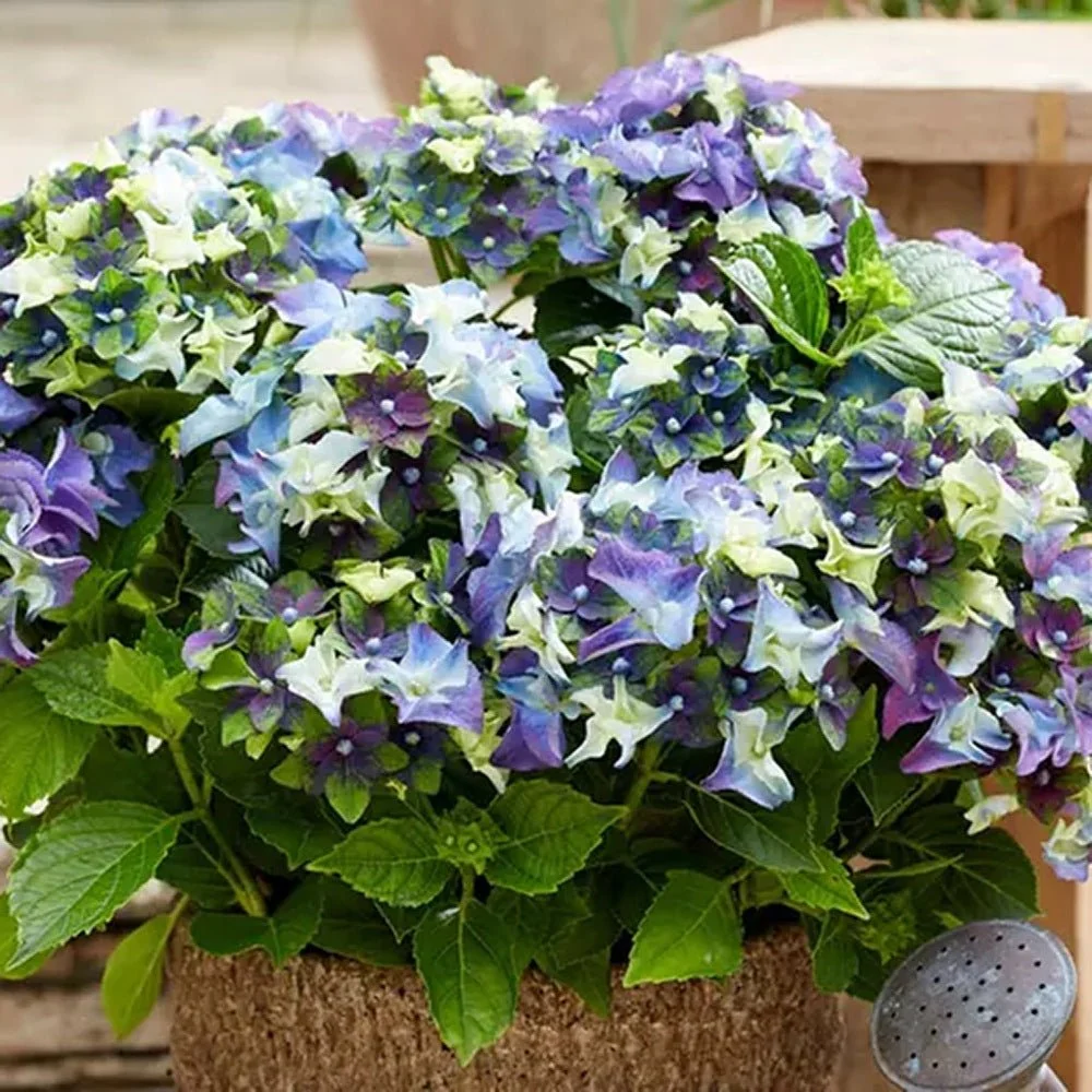 Hortensie macrophylla Mata Hari – albastra