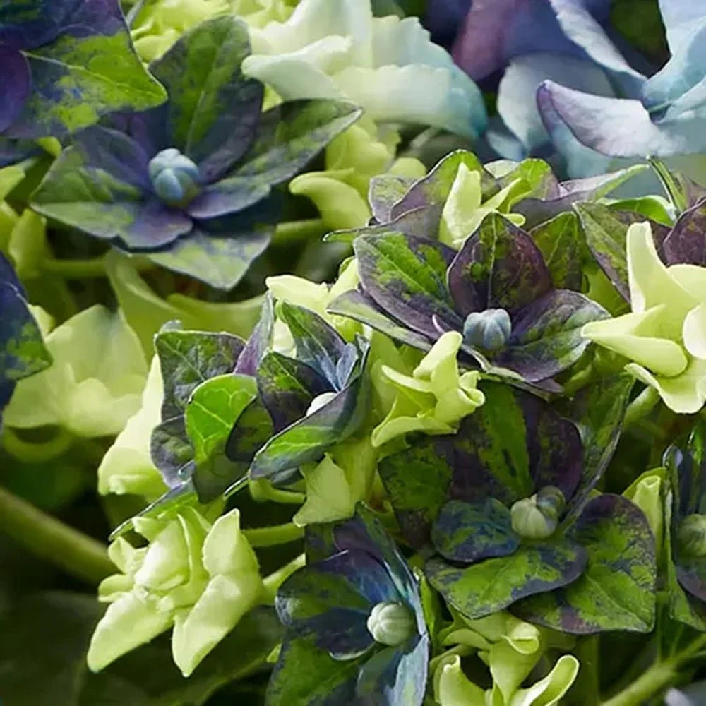 Hortensie macrophylla Mata Hari – albastra