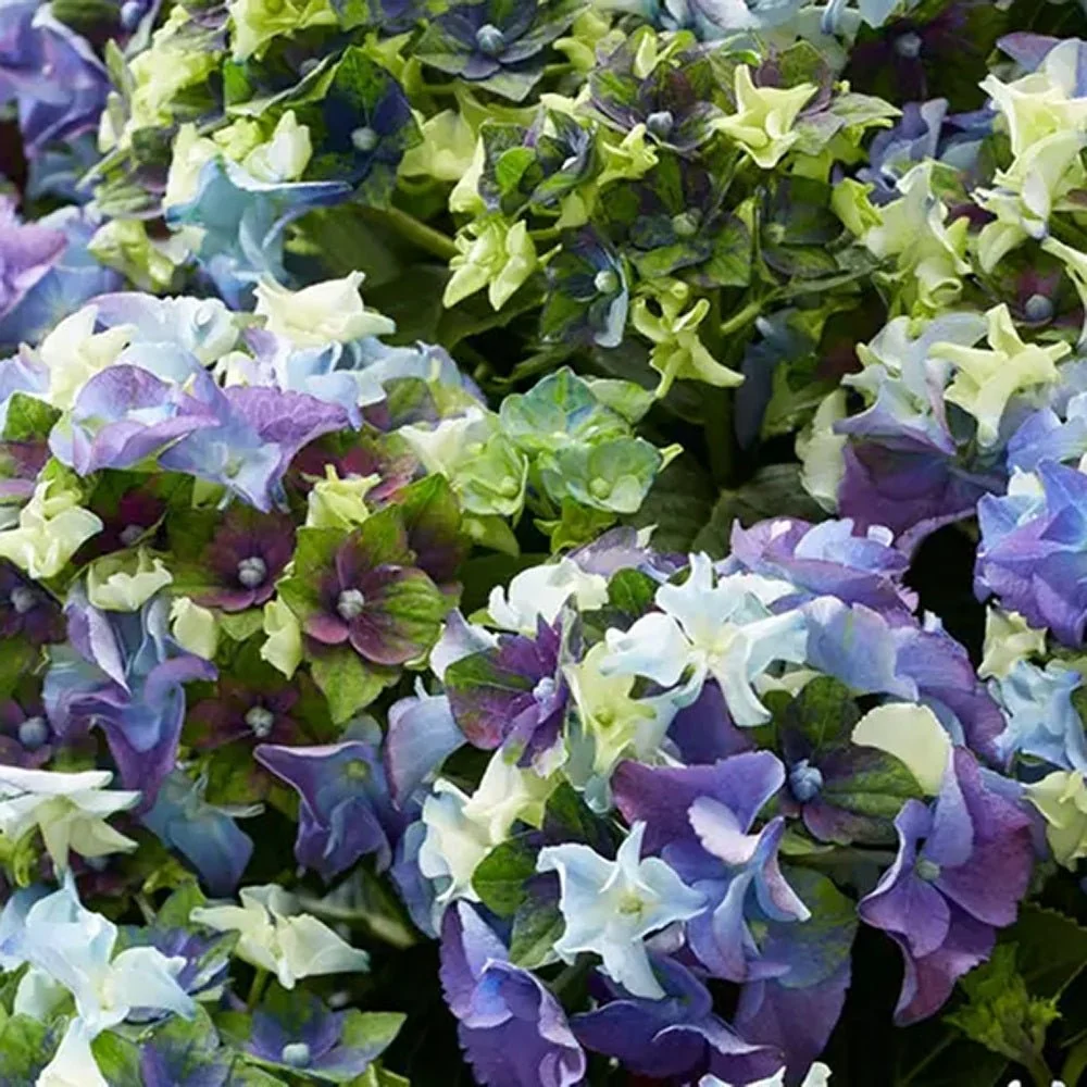 Hortensie macrophylla Mata Hari – albastra