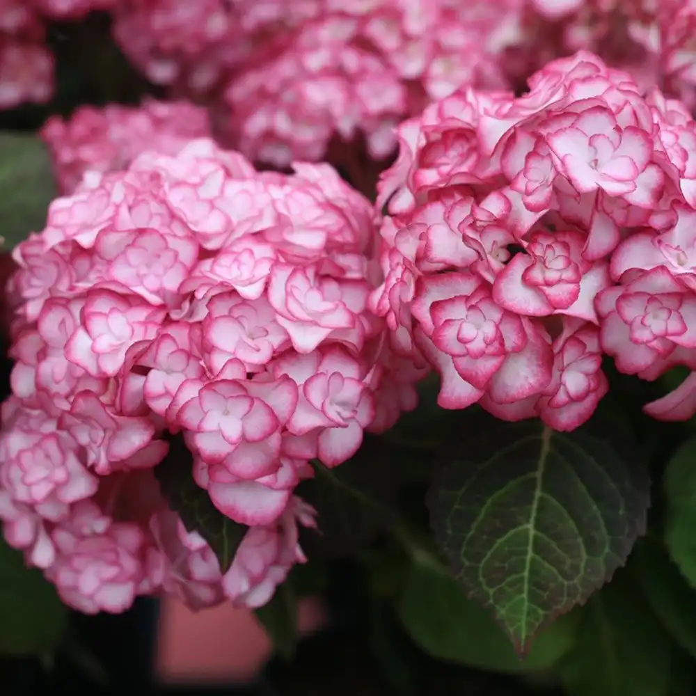 Hortensie macrophylla Miss Saori – alb-roz