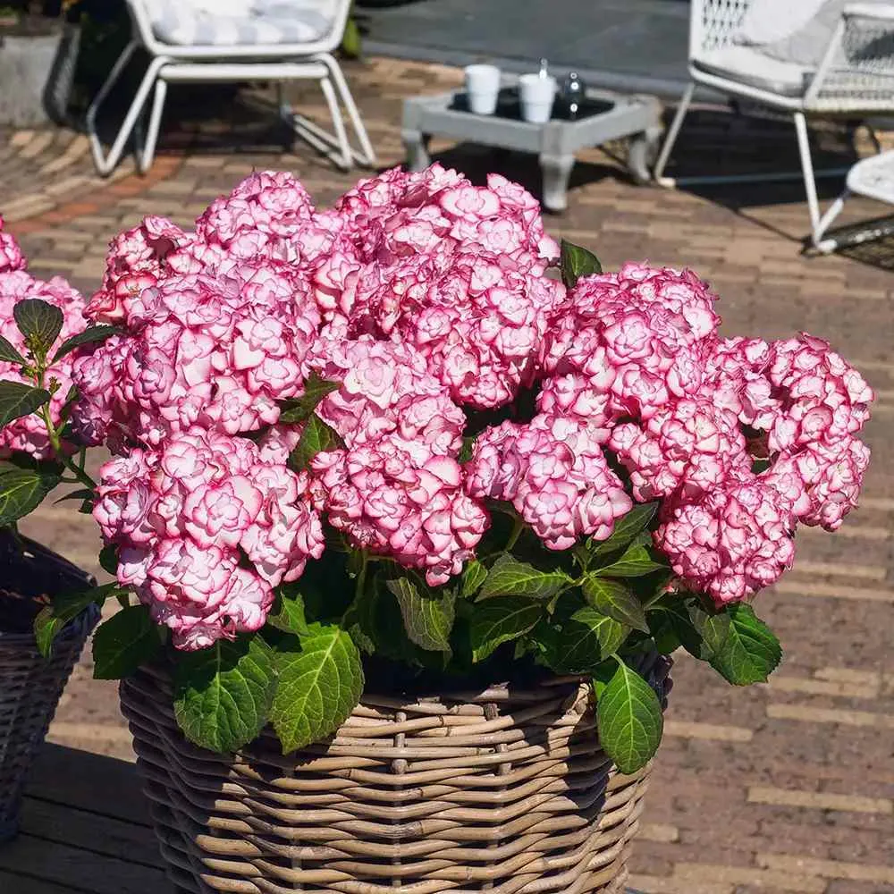 Hortensie macrophylla Miss Saori – alb-roz