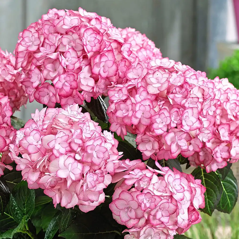 Hortensie macrophylla Miss Saori – alb-roz