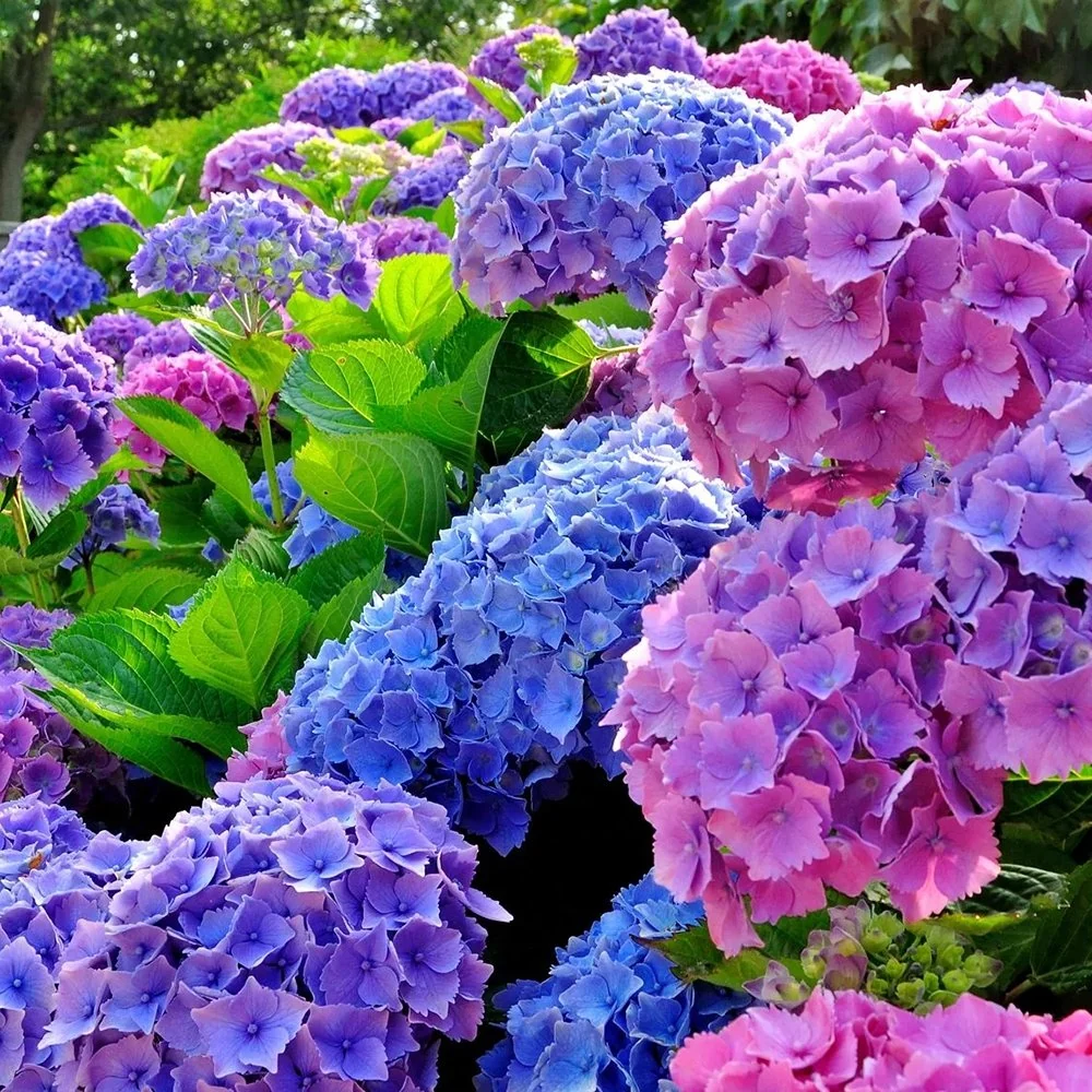 Hortensie macrophylla Ningbo – roz/albastru