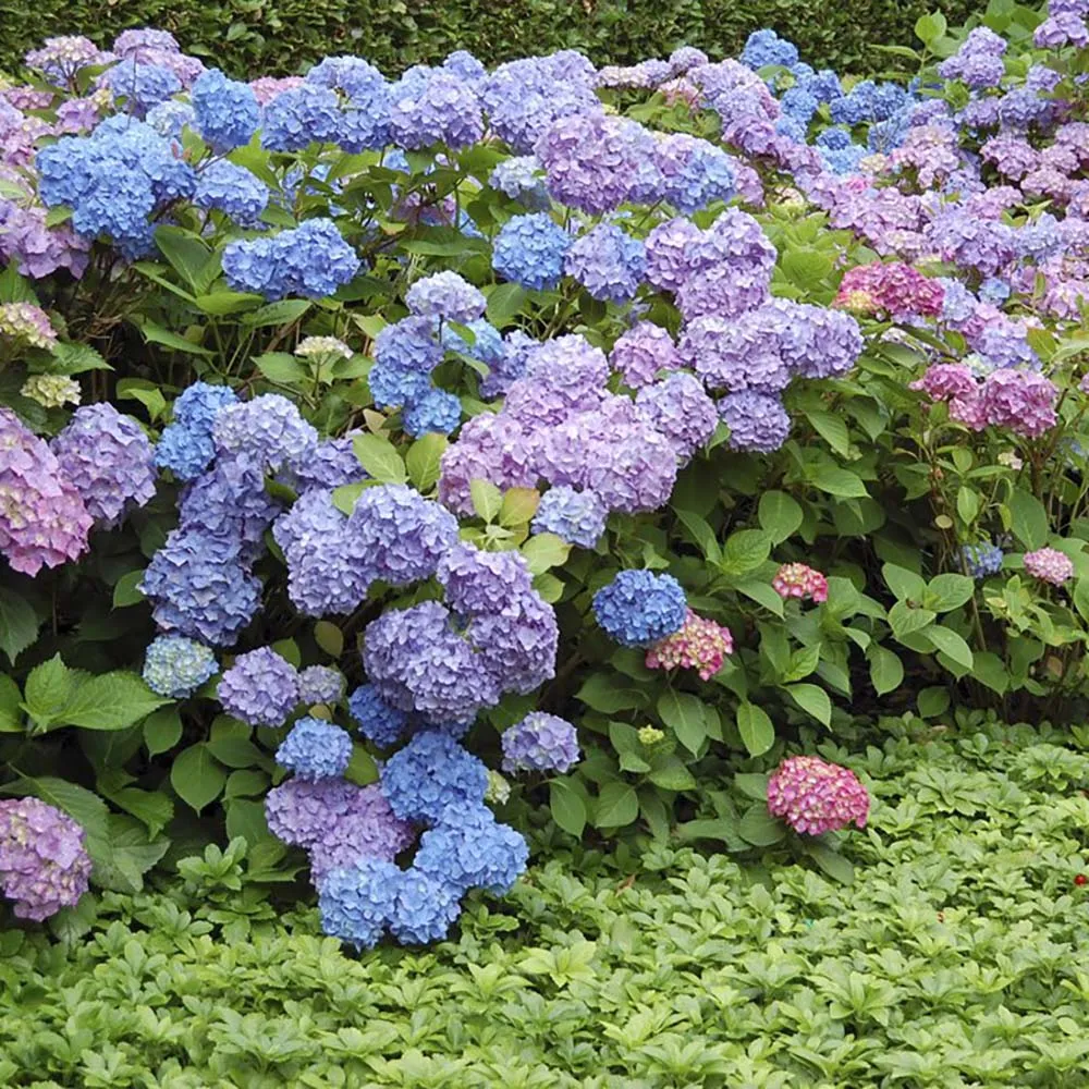 Hortensie macrophylla Ningbo – roz/albastru